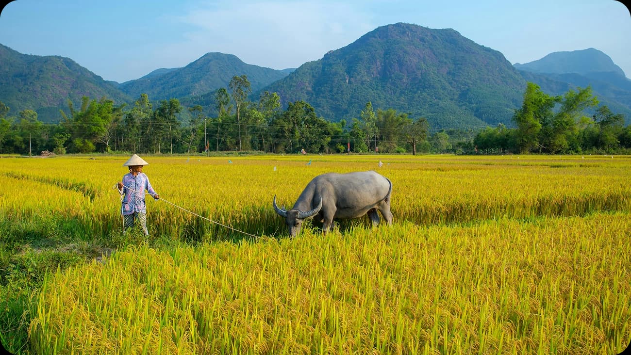 Le rôle des agences de voyage lent au Vietnam