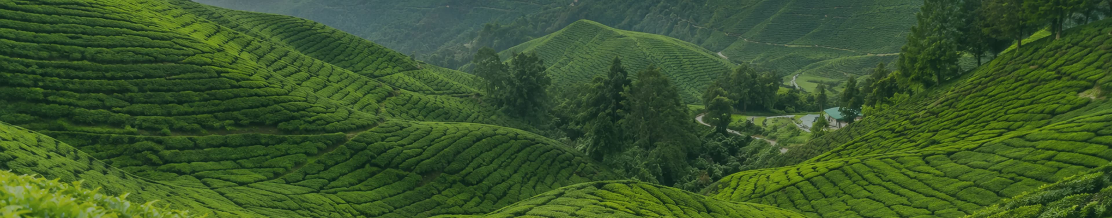 Slow travel agencies in Malaysia