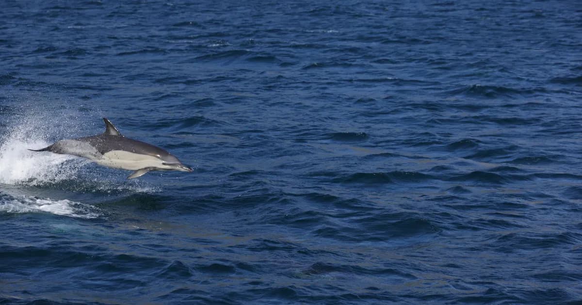 117 Dolphins Left: What Cambodia's Mekong Conservation Push Means for Travellers in 2026