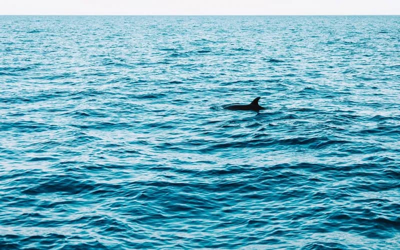 dolphin boat trip