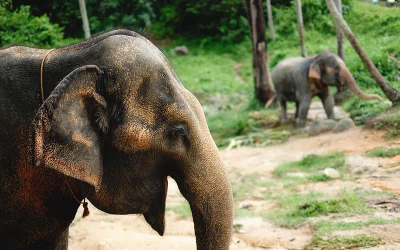 éléphant d'Asie en forêt
