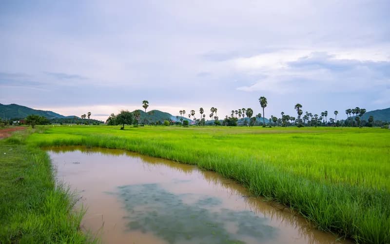 rice paddy canal