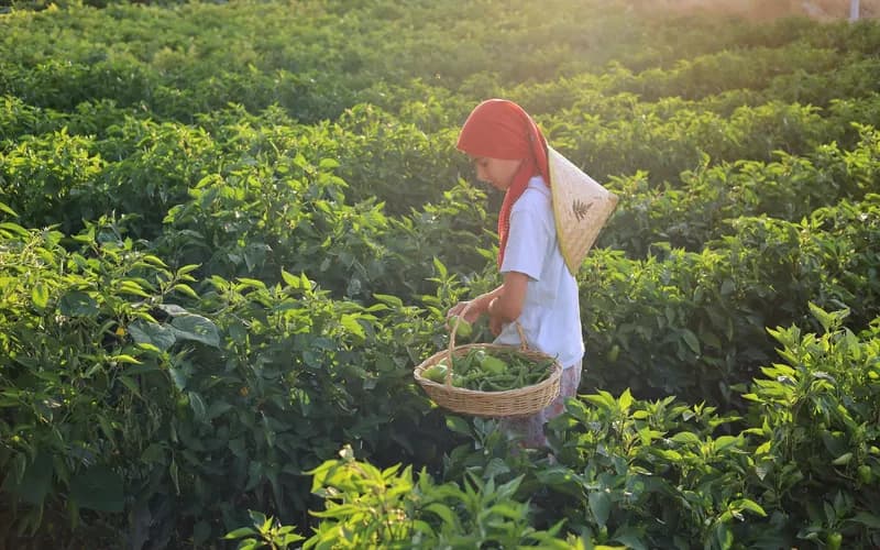 pepper farm kampot