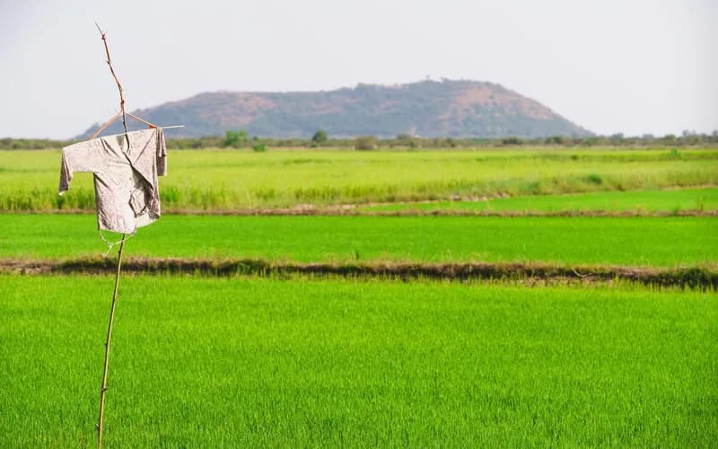 cambodian rice fields