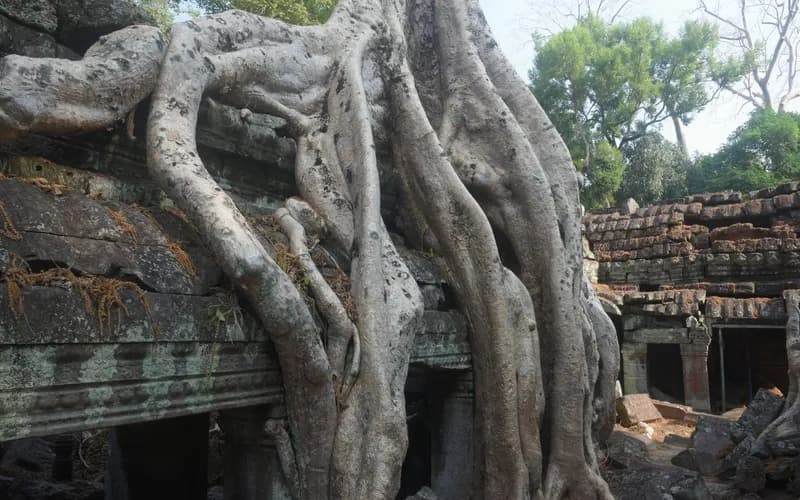 temple ruins overgrown roots