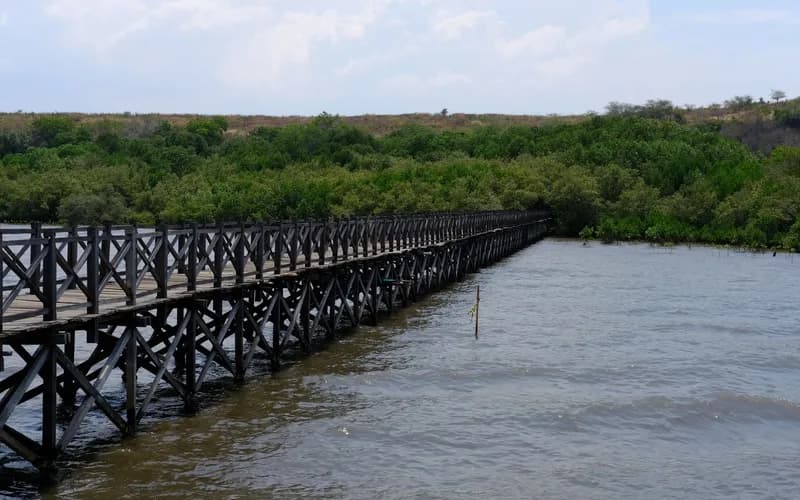 passerelle de mangrove