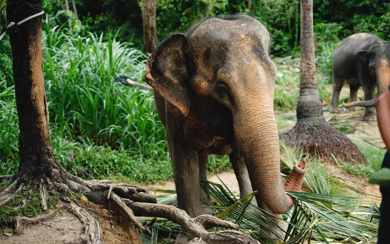 éléphant forêt sanctuaire cambodge