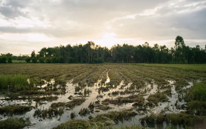 rizières inondées au cambodge