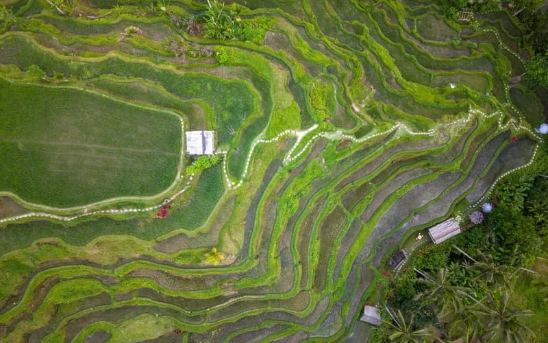 bali rice terraces