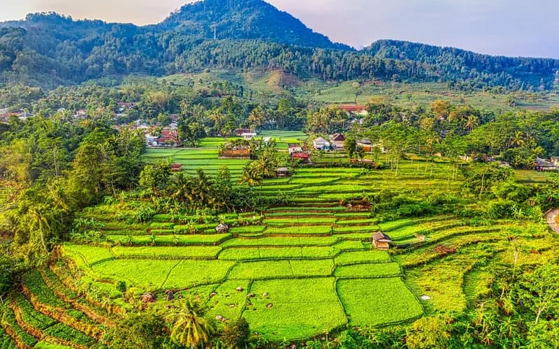 dieng potato fields