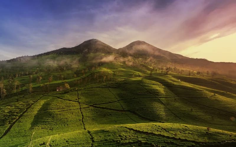 java tea plantation