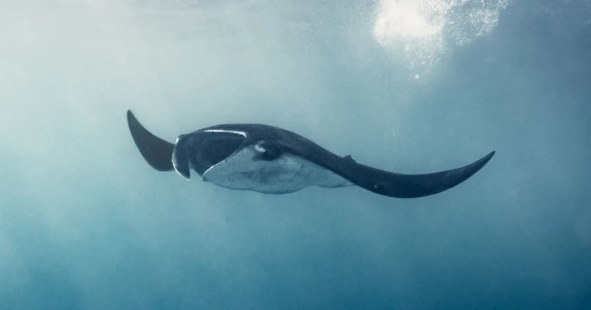 Comment choisir des expériences animalières éthiques en Indonésie