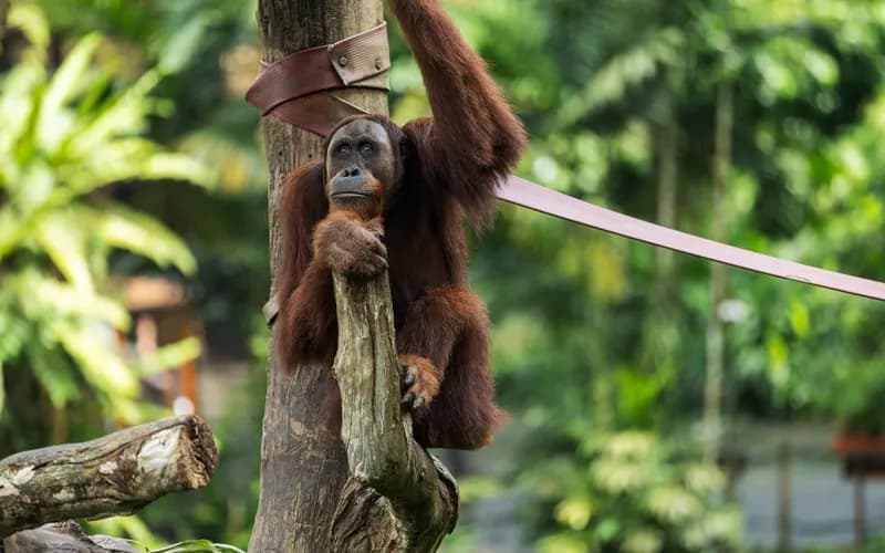orang-outan dans la canopée