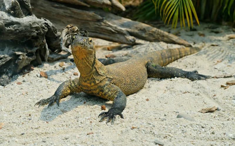 dragon de komodo en marche