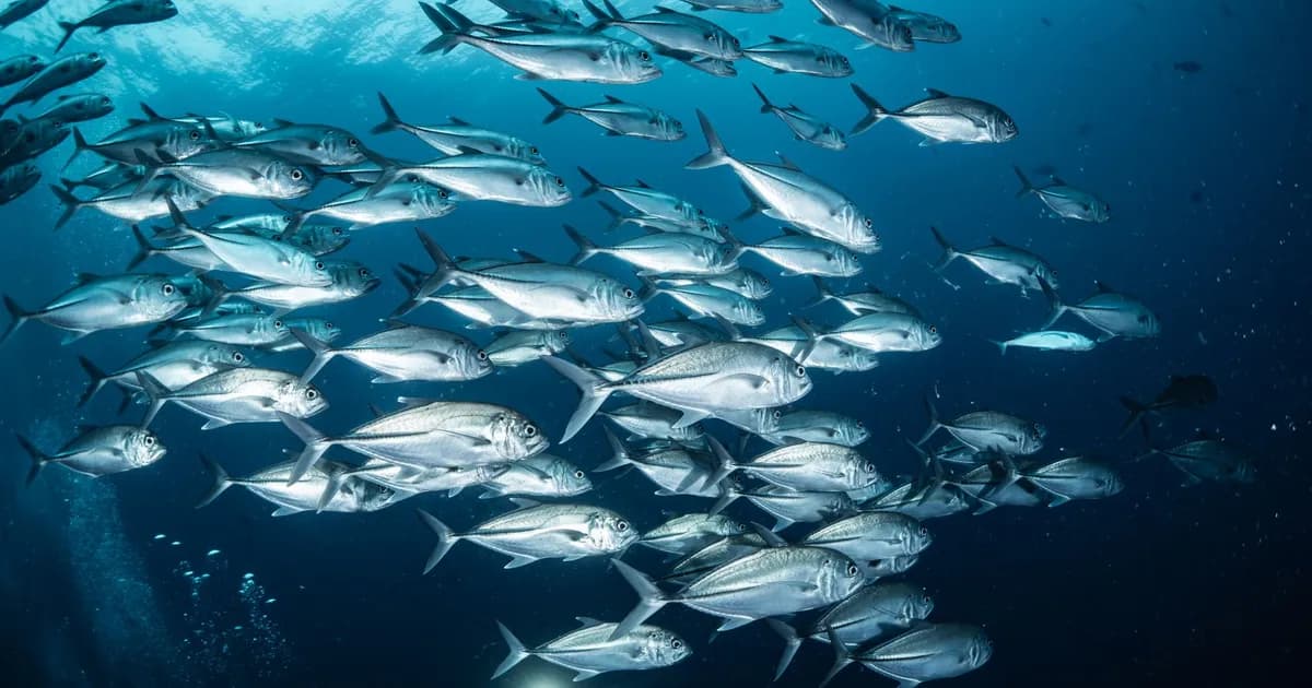 How to Snorkel and Dive Responsibly in Indonesia