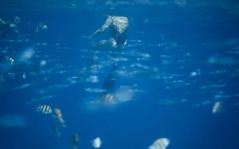 snorkeler tropical fish reef