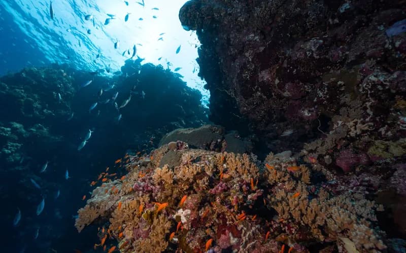 coral reef fish