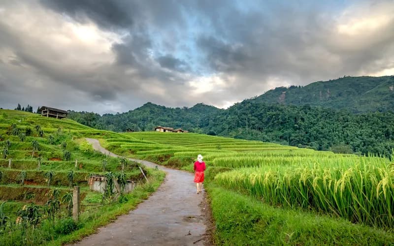 rice terrace walking path