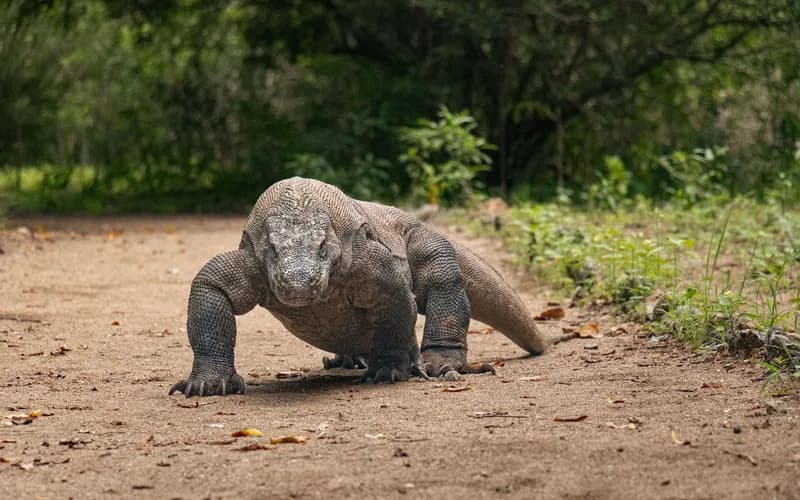 komodo dragon trail ranger