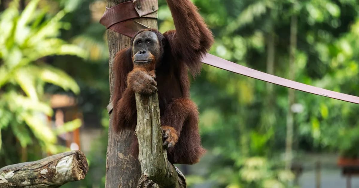 Tanjung Puting: A Slow River Journey to Borneo's Orangutans