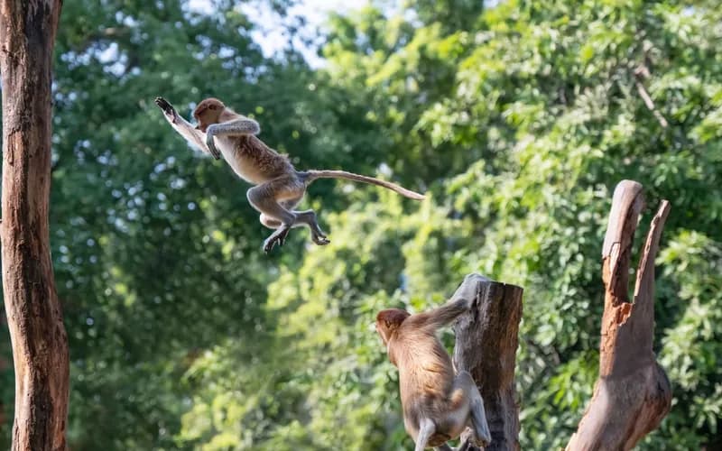 proboscis monkey borneo forest