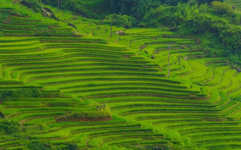green rice fields laos