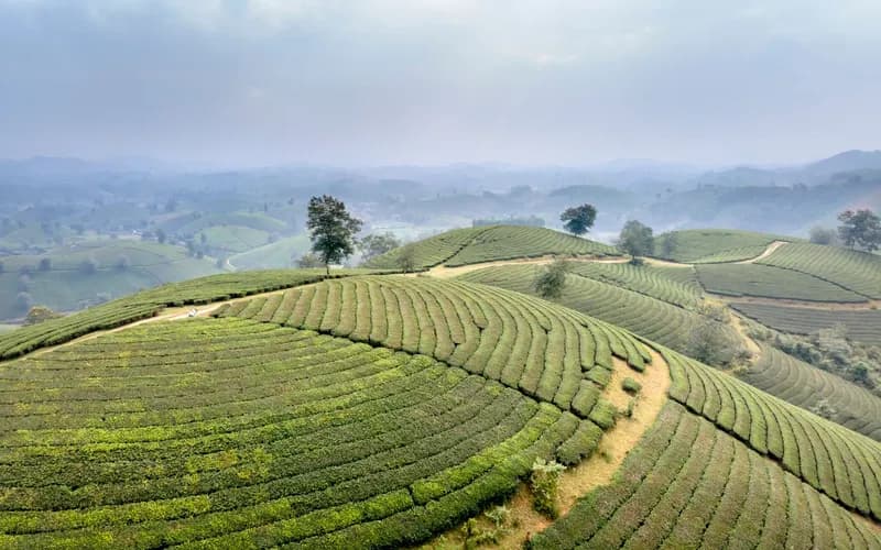 tea plantation hillside