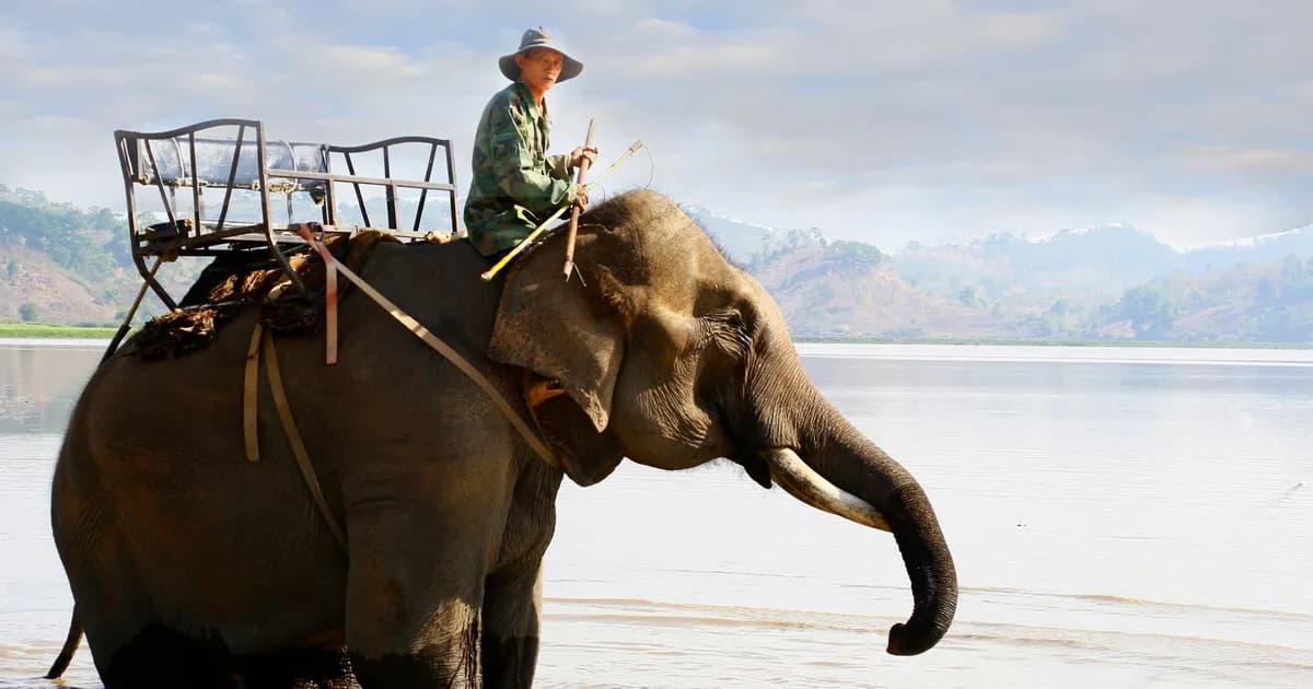 Sainyabuli et le Centre de conservation des éléphants : le pays des éléphants au ralenti