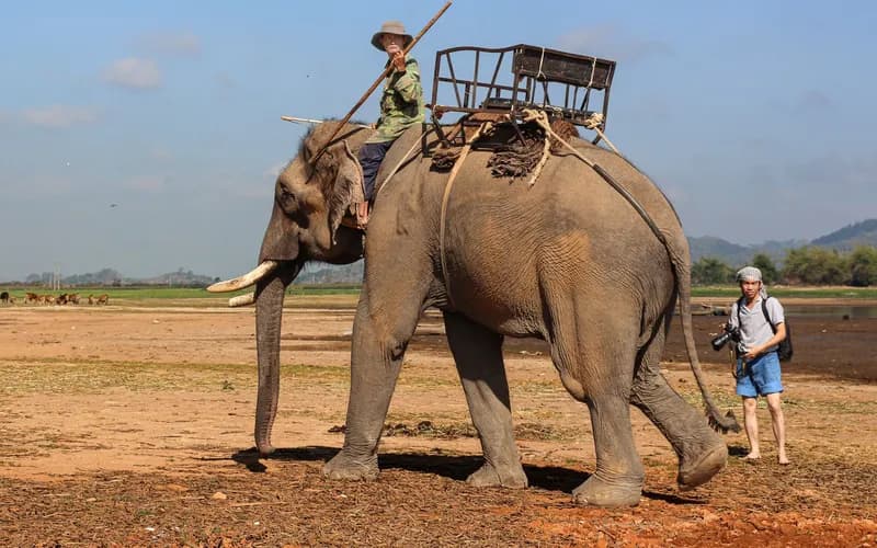 cornac et éléphant en forêt
