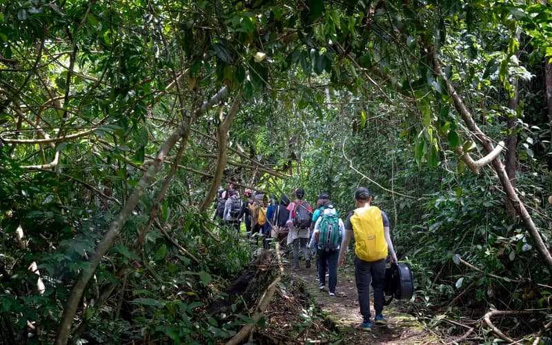 green jungle forest trail