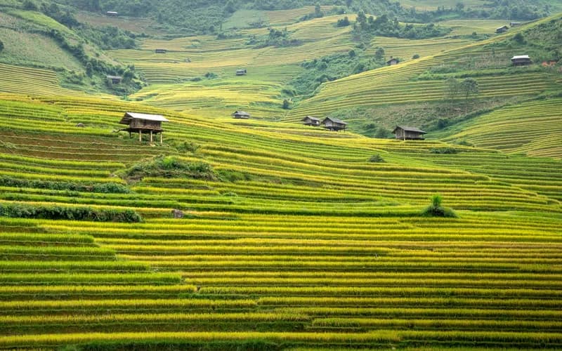 laos coffee plantation