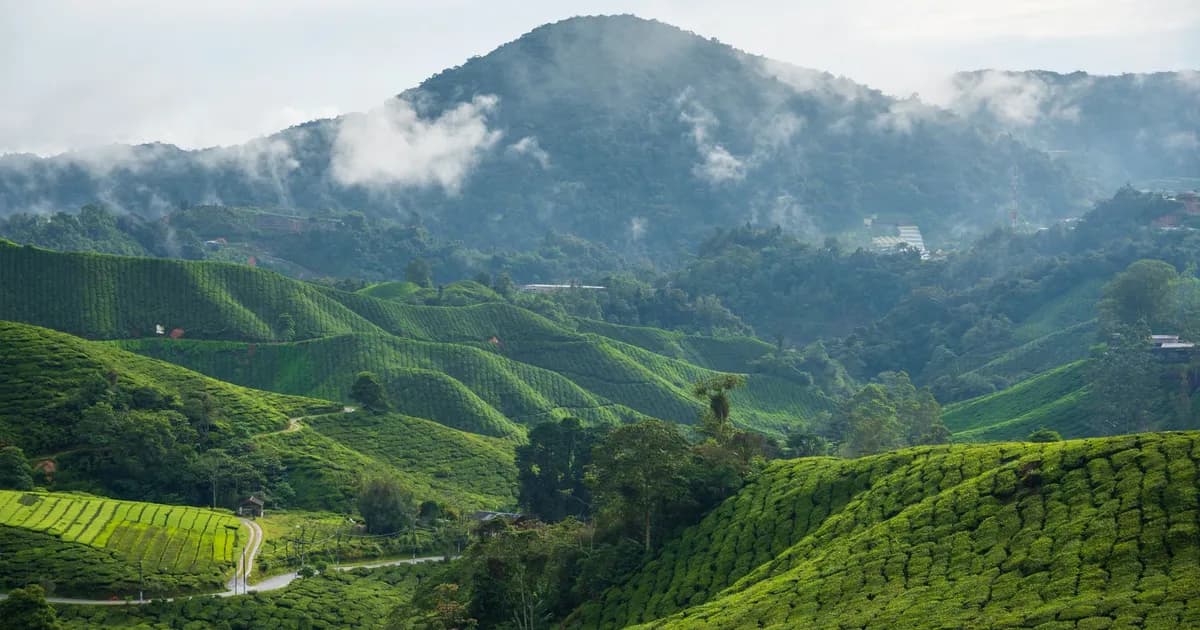 The Cameron Highlands: Malaysia's Cool, Green Hills at a Slow Pace