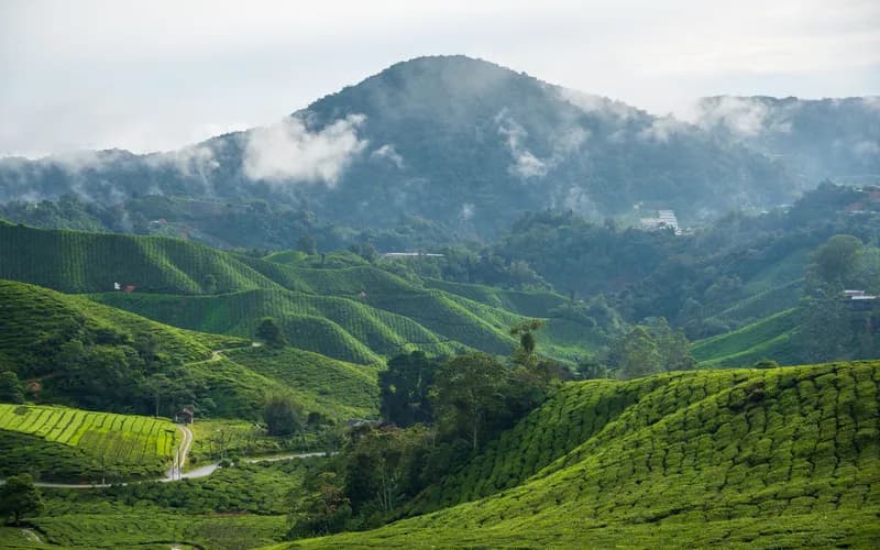 tea plantation rolling hills cameron highlands
