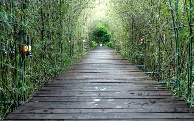 passerelle en forêt