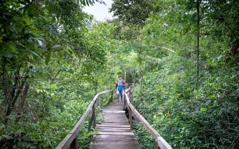 jungle boardwalk