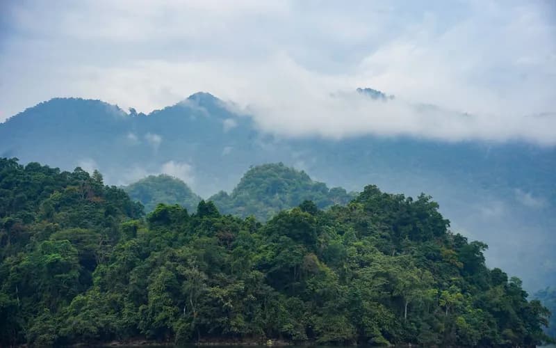misty mountain rainforest