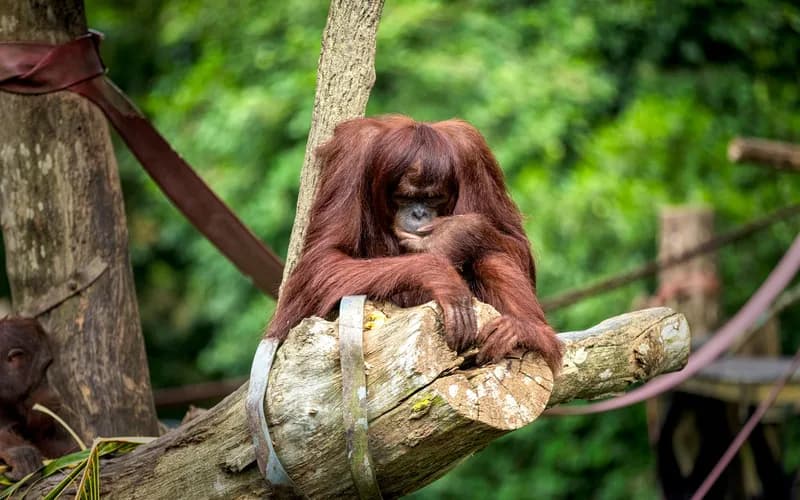 orang-outan sauvage forêt bornéo