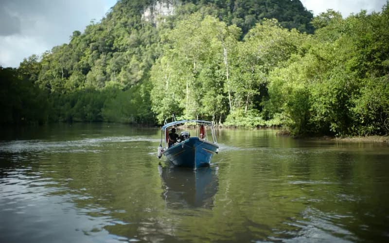 langkawi mangrove river