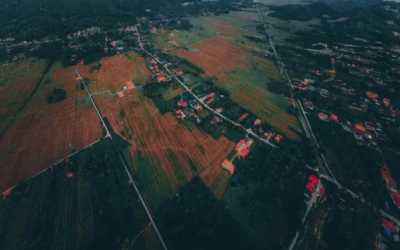 malaysian village rice field