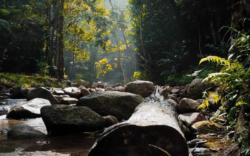 rainforest river borneo malaysia