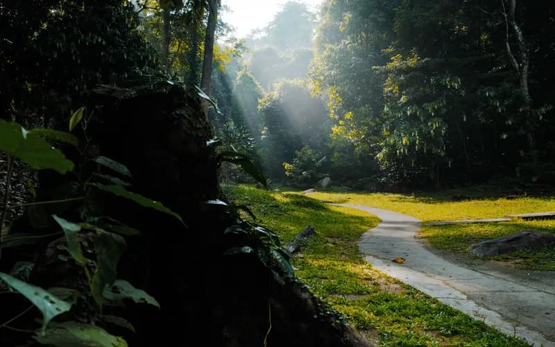 mossy forest boardwalk malaysia
