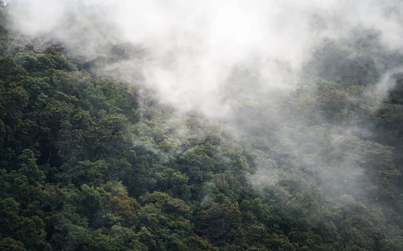 rain clouds over forest