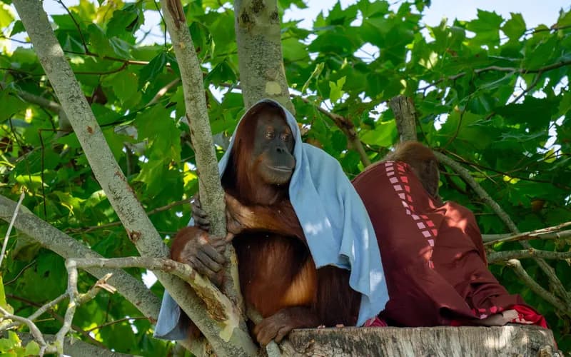 orang-outan mère et petit