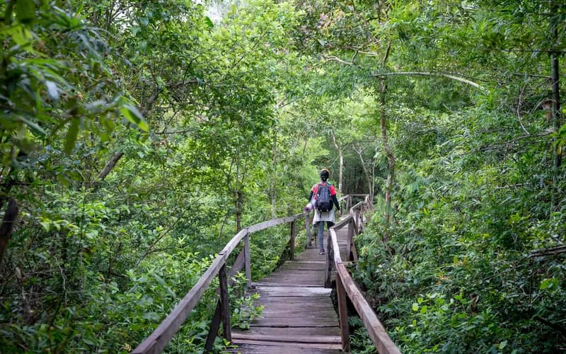 sentier forêt tropicale