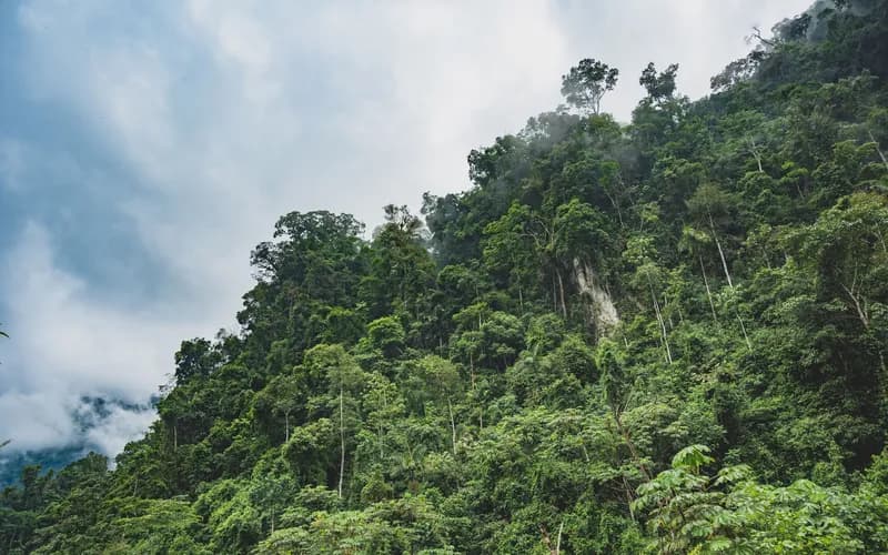 forêt tropicale de bornéo
