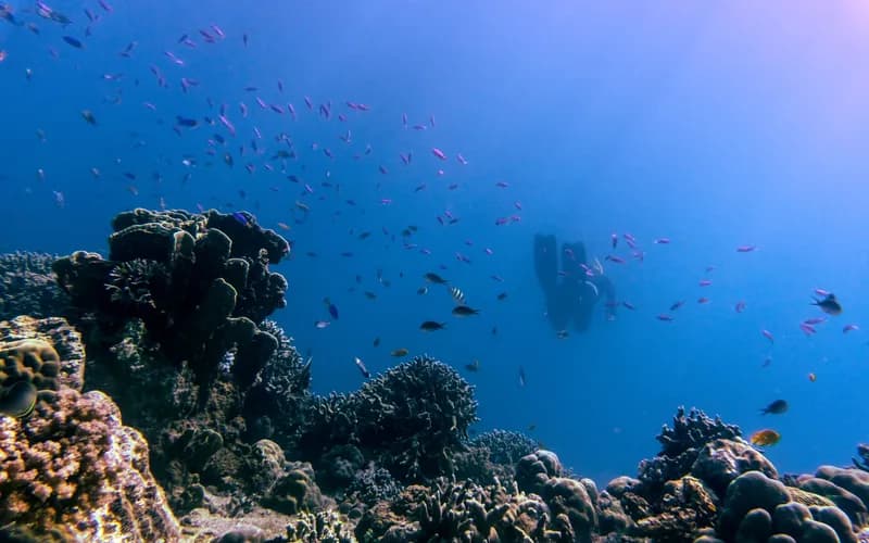 coral reef philippines