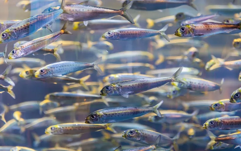 banc de sardines à Moalboal