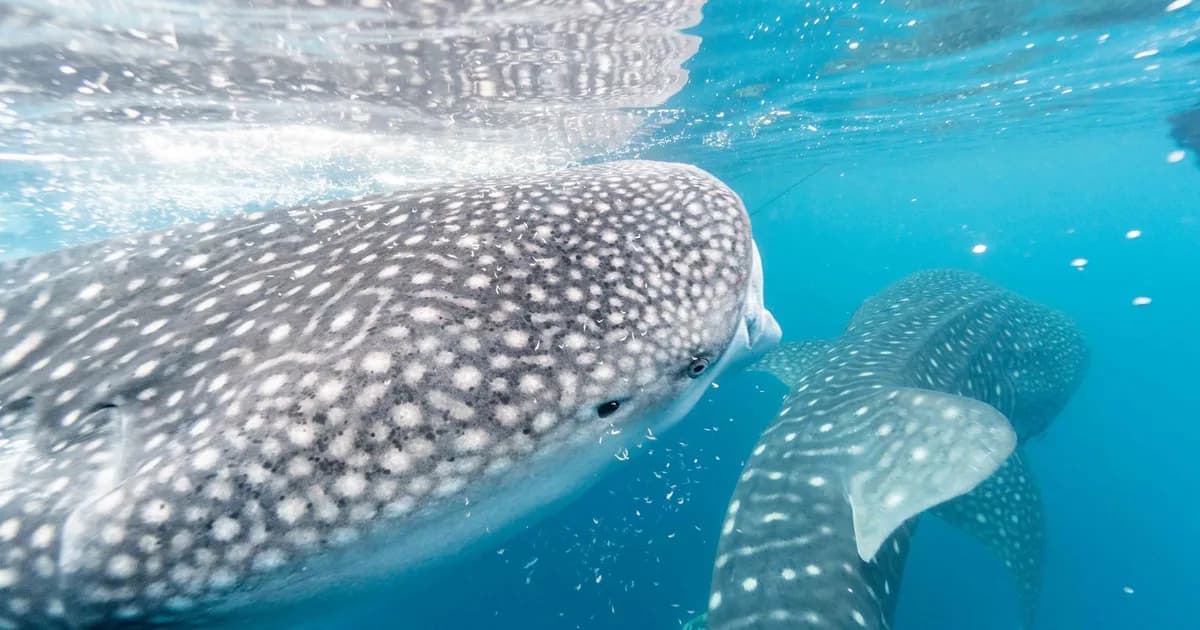 How to Choose a Responsible Whale Shark Encounter in the Philippines