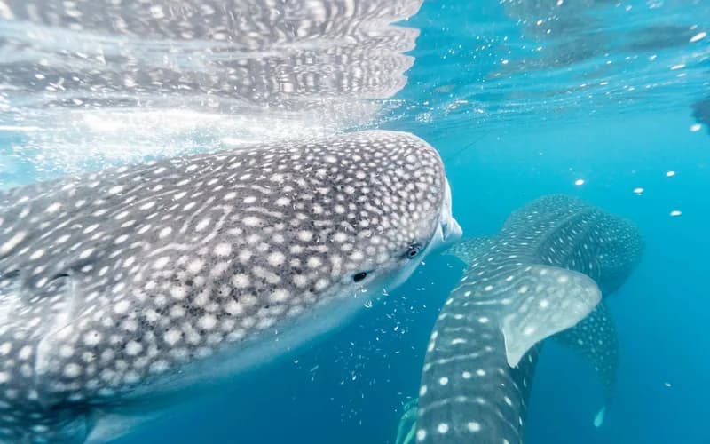 whale shark plankton feeding wild