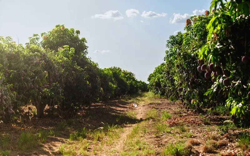 guimaras mango orchard